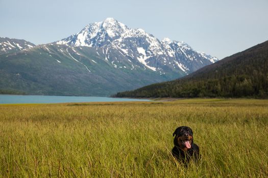 A rottweiler puppy plays in a green field next to alpine lake and large mountain