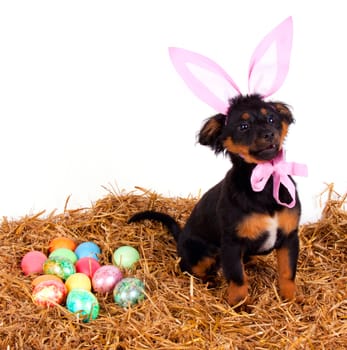 funny cute easter dog with pink rabbit ears