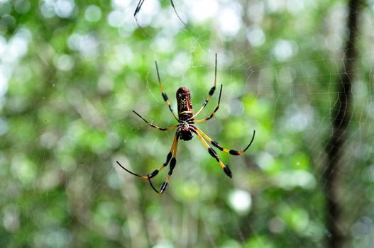 A golden orb weaver spider waits for prey in its web.