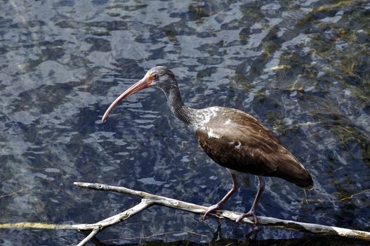 Young immature ibis stands on a branch in a South Florida lake.