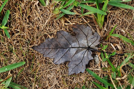 Autum brown maple leaf on the ground.