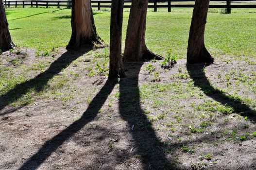 Diverging tree shadows in Tropical Park in Miami