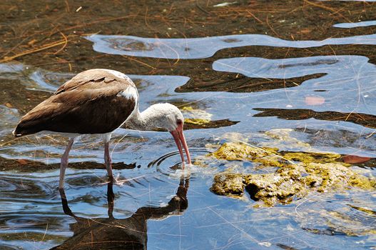 Young immature ibis hunts for food in South Florida lake.