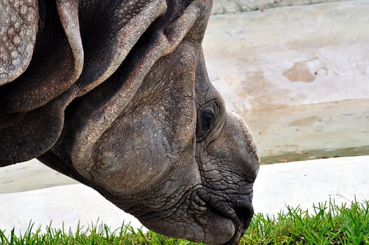 Head of hornless rhino at Zoo Miami.