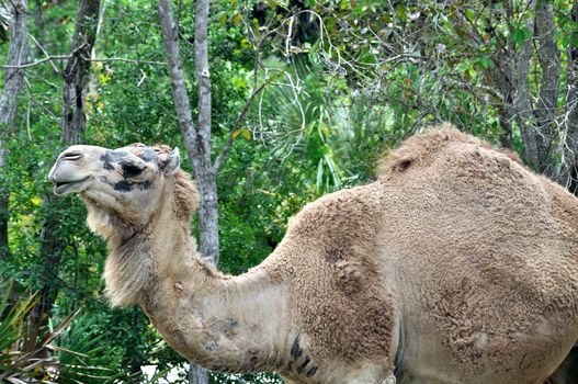 Camel in profile at the Miami Zoo