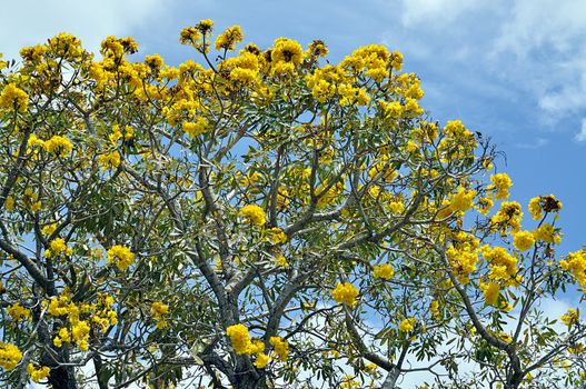 Yellow Tabebuia Tree in a South Florida Park