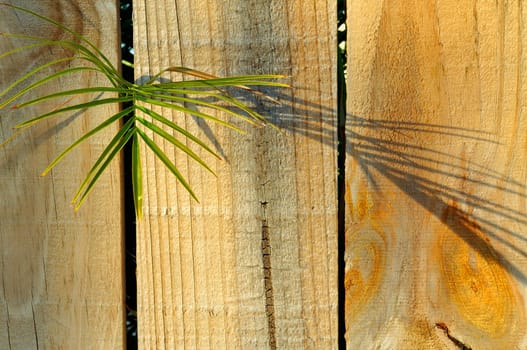 Closeup of palm leaf growing through a backyard fence.