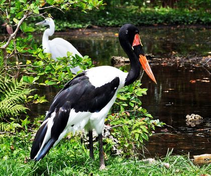 Saddle-billed stork at the Miami Zoo