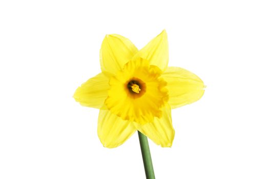 Yellow daffodil isolated on white background