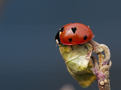 love bug with heart on the bag