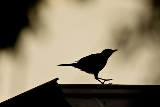 Silhouette of a bird safely landing on a roof