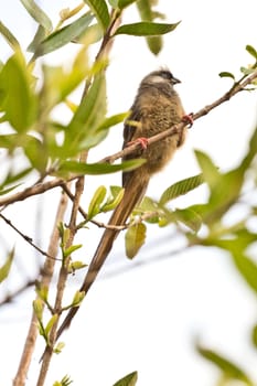 A beautiful long tailed bird sitting on a thin twig