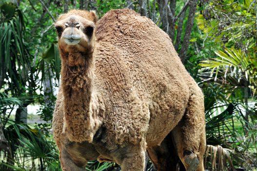 Dromedary camel looking straight at the camera.