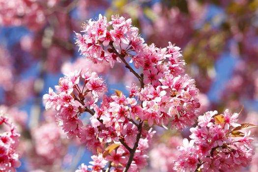 Thai sakura in winter at Doi Kunwang, Chaing mai Province, Thailand.