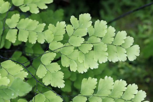 Fern plants cover the ground of the natural forest.