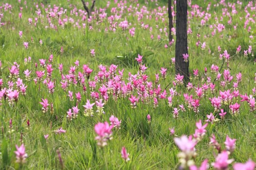 Pink field of Siam tulip at Chaiyaphum Province, Thailand. 