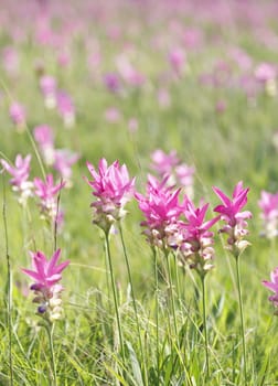 Pink field of Siam tulip at Chaiyaphum Province, Thailand. 