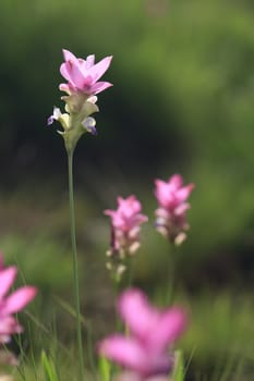 Pink field of Siam tulip at Chaiyaphum Province, Thailand. 