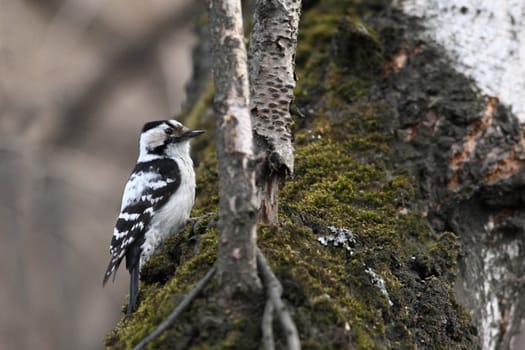 Female Downy Woodpecker, (Picoides pubescens),
sitting on a tree trunk