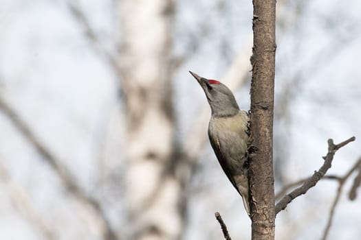 Male Grey-headed Woodpecker sitting on a tree trunk