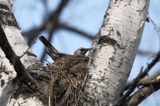 Fieldfare, Turdus pilaris, sitting in a nest in a tree