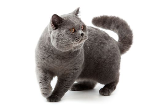 British shorthair cat on a white background. british cat isolated