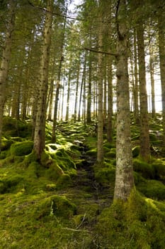 Picture of a green forest with the sun peaking out casing bright light