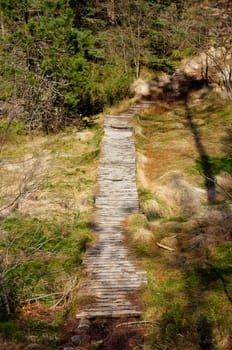 A pictre of a wooden pathway out in a forest