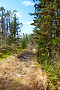 A picture of a muddy road out in a forest