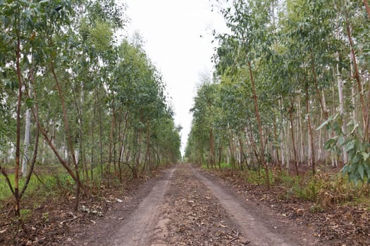 Plantation of Eucalyptus for paper industry