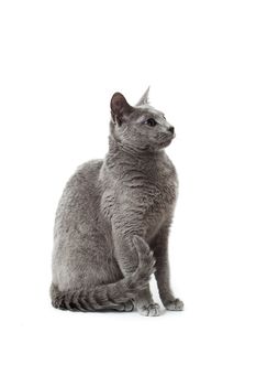 Russian Blue cat