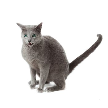 Russian Blue cat