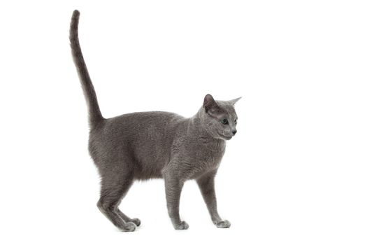 Russian Blue cat