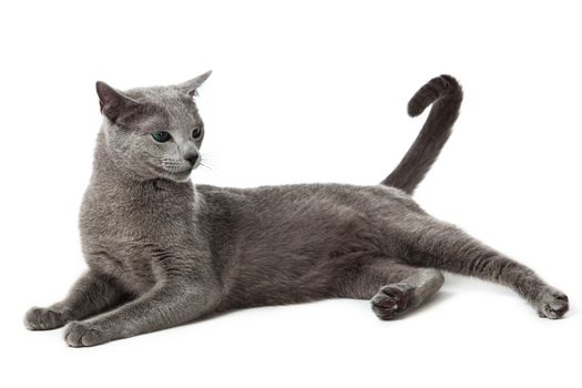 Russian Blue cat