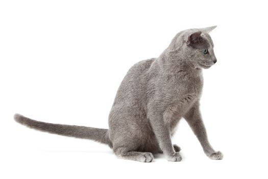 Russian Blue cat