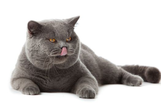 British shorthair cat on a white background.  british cat isolated