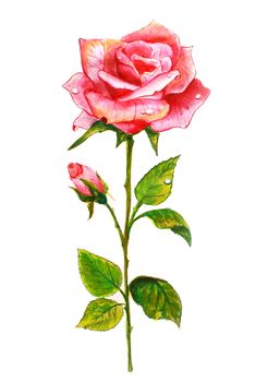 Pink rose with a bud. Watercolor painting.