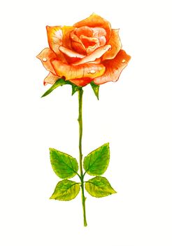 One red rose on a white background. Watercolor paintig.