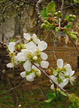 Pear tree blossom on old country house background