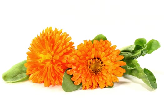 Marigold flowers and leaves on a white background