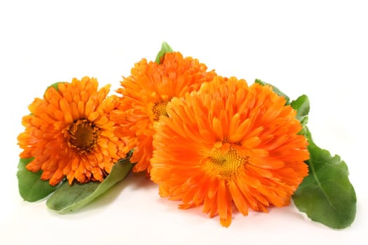 Marigold flowers and leaves on a white background