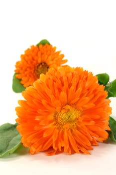 Marigold flowers and leaves on a white background