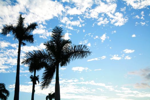 Palmtree against sky