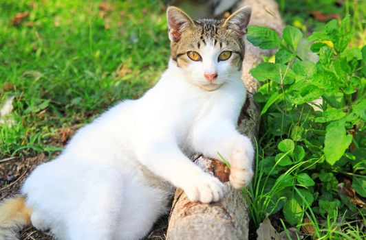 a cat lying on log wood in the garden