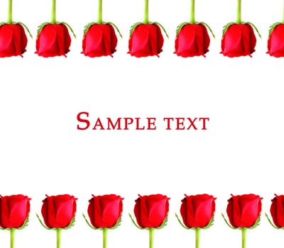 Red Rose frame with sample text on white background
