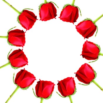 Red Rose frame as circle on white background