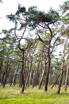 Pine forest. Interesting forms of tree trunks and branches. Natural forest background.