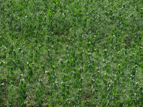 field of peas at spring