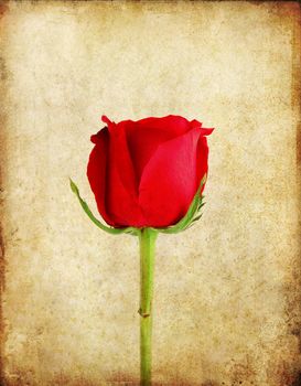 Red rose on old grunge paper background 