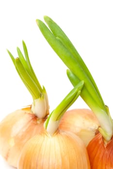 Sprouting Bulb Onions closeup on white background